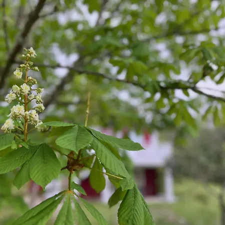 Homestay szállás A Casina - En La Ribeira Sacra, Galicia