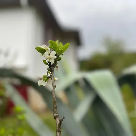 A Casina En La Ribeira Sacra Galicia Pansiyon *